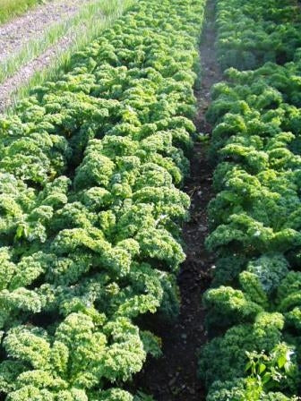 CAVOLO RICCIO DEMI NAIN - SATIVA ko35