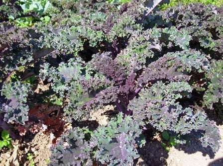 CAVOLO RICCIO ROSSO - SATIVA ko38