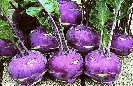 CAVOLO RAPA BLARIL - SATIVA ko40