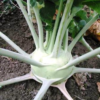 CAVOLO RAPA SUPERSCHMELZ - SATIVA ko42