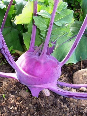 CAVOLO RAPA AZUR STAR - SATIVA ko44