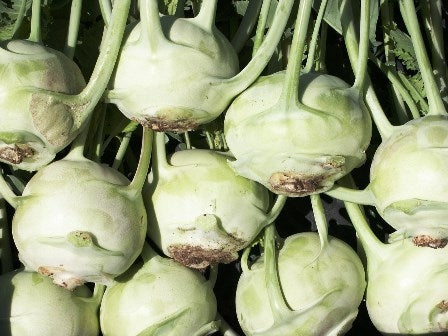 CAVOLO RAPA TRERO - SATIVA ko45