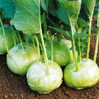 CAVOLO RAPA LANRO - SATIVA ko47