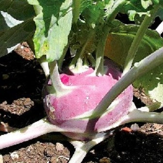 CAVOLO RAPA DYNA - SATIVA ko48