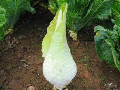 CAVOLO BIANCO FILDERKRAUT - SATIVA ko85