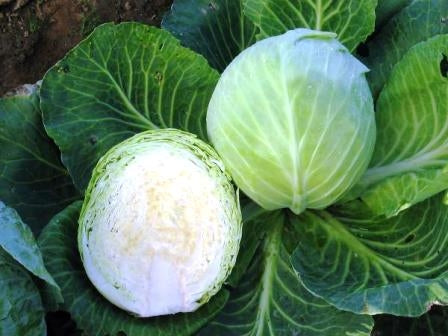 CAVOLO BIANCO DOTTENFELDER DAUER - SATIVA ko86