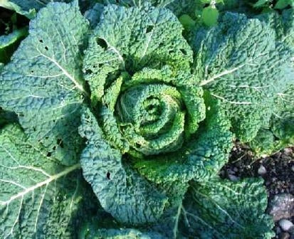 CAVOLO VERZA PARADIESLER - SATIVA ko92