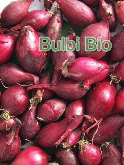 CIPOLLA ROSSA IN BULBI - BIOSEME 2136