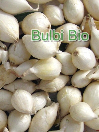 CIPOLLA BIANCA IN BULBI - BIOSEME 2137