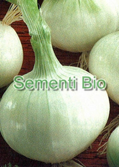 CIPOLLA BIANCA DI GIUGNO - MUSONA - BIOSEME 2002