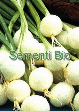 CIPOLLA BIANCA POMPEI PRECOCISSIMA - BIOSEME 2001
