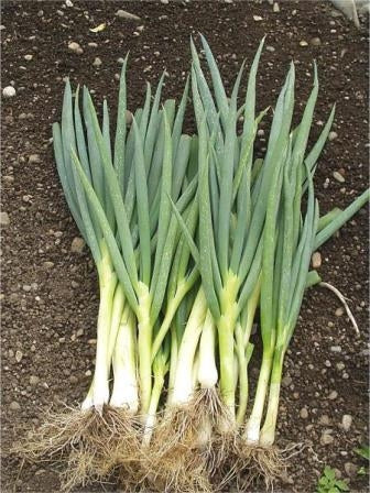 CIPOLLA ISHIKURA LONG WHITE - SATIVA zw19