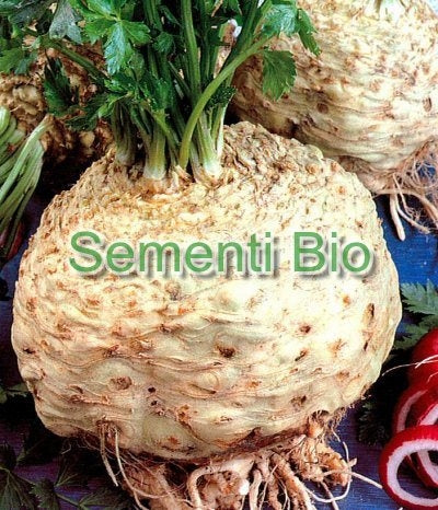 SEDANORAPA GIGANTE - BIOSEME 4063