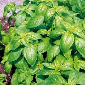BASILICO A GRANDI FOGLIE - SATIVA kr03