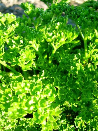 PREZZEMOLO LISCIO - SATIVA kr36