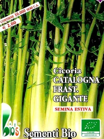 CICORIA CATALOGNA GIGANTE - BIOSEME 1815