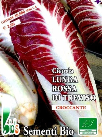 CICORIA ROSSA LUNGA TREVISO - BIOSEME 1819