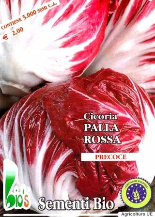 CICORIA PALLA ROSSA SEMI PRECOCE - Sementi Crivellaro