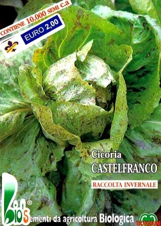 CICORIA CASTELFRANCO - BIOSEME 1823