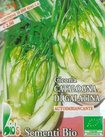 CICORIA CATALOGNA PUNTARELLE DI GALATINA - BIOSEME 1824
