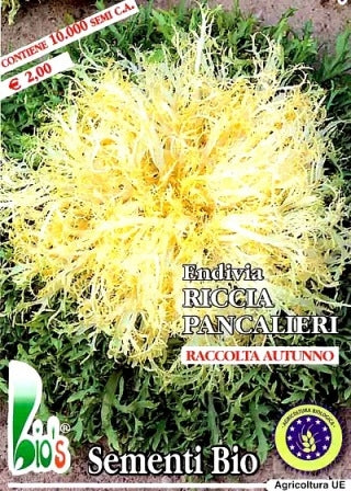 ENDIVIA RICCIA PANCALIERI - BIOSEME 2103