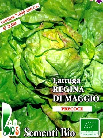500 Semi Di Lattuga Pleine Terre Regina Di Maggio - Resistente Al Caldo, Ricca Di Nutrienti - Germinazione Garantita