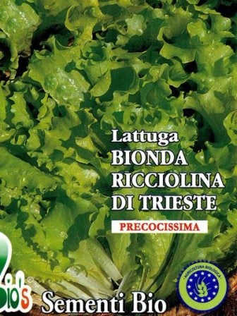 LATTUGA BIONDA RICCIOLINA DI TRIESTE- BIOSEME 2757