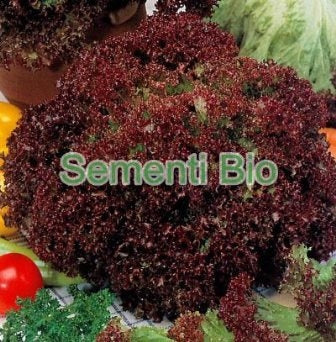 LATTUGHINO LOLLO ROSSO- BIOSEME 2798