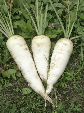 RAFANO MERCATO DI ZURIGO - SATIVA re75