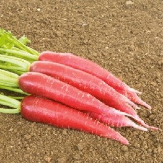 RAFANO OSTERGRUSS 2 - SATIVA re78