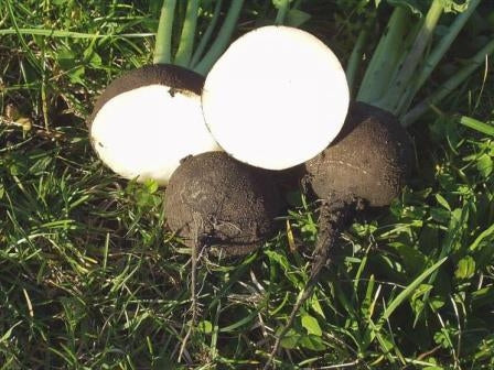 RAFANO NERO TONDO - SATIVA re80