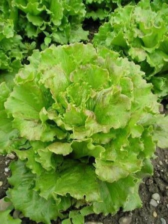 LATTUGA BATAVIA CARMEN - SATIVA es20