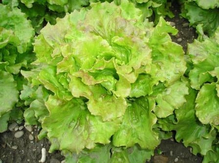 LATTUGA BATAVIA MERAVIGLIA DI VERANO - SATIVA es23