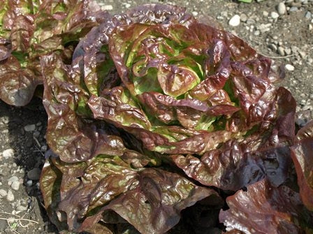 LATTUGA CAPPUCCIO ROXY - SATIVA ks54