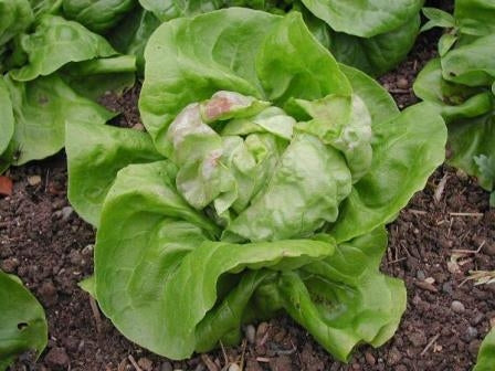 LATTUGA CAPPUCCIO REGINA DI MAGGIO - SATIVA ks16