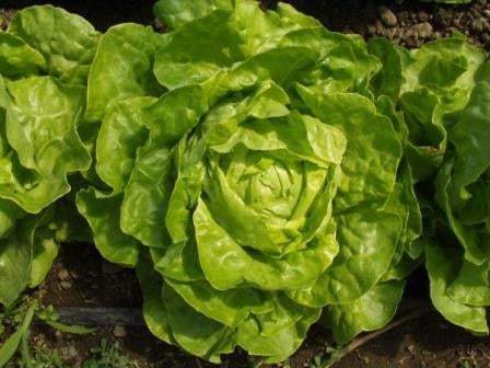 LATTUGA CAPPUCCIO OVAZIONE - SATIVA ks26