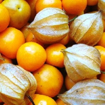 ALCHECHENGI DEL PERU' (VESCICARIA) - SATIVA sg10