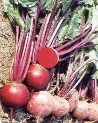 BARBABIETOLA ROSSA DETROIT - SATIVA ra12