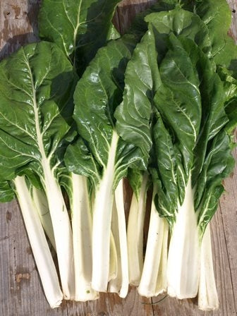 BIETOLA A COSTE BRILLANTE - SATIVA ma40