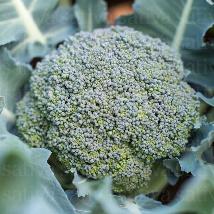 BUSTA SEMI BIO BROCCOLI RASMUS KS - SATIVAko20