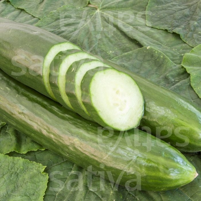 CETRIOLO CLEOPHA KS- SATIVA gu40