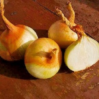 CIPOLLA DI STOCCARDA - SATIVA zw12
