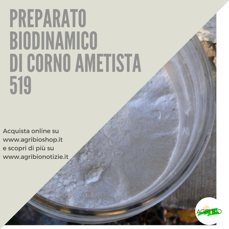 CORNO AMETISTA 519