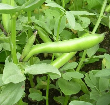 FAVA AQUA DULCE - SATIVA bo92