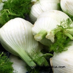FINOCCHIO MONTEBIANCO - SATIVA fe17