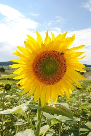 GIRASOLE - SATIVA gr40