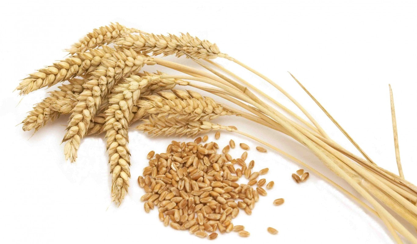 GRANO KHORASAN – AgriBio Shop