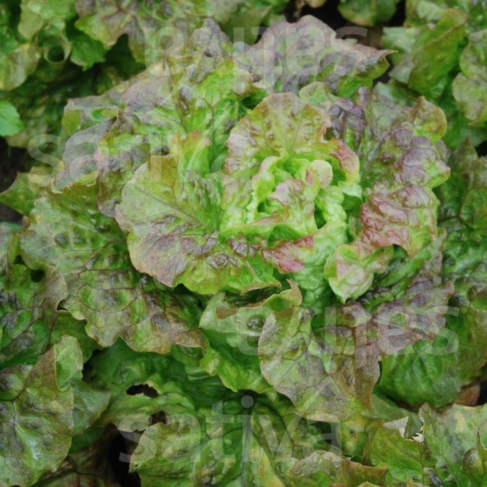 LATTUGA BATAVIALUANA - SATIVA es26