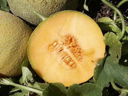 MELONE SELEZIONE DI BENARY - SATIVA me60