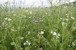 Miscela multifloreale